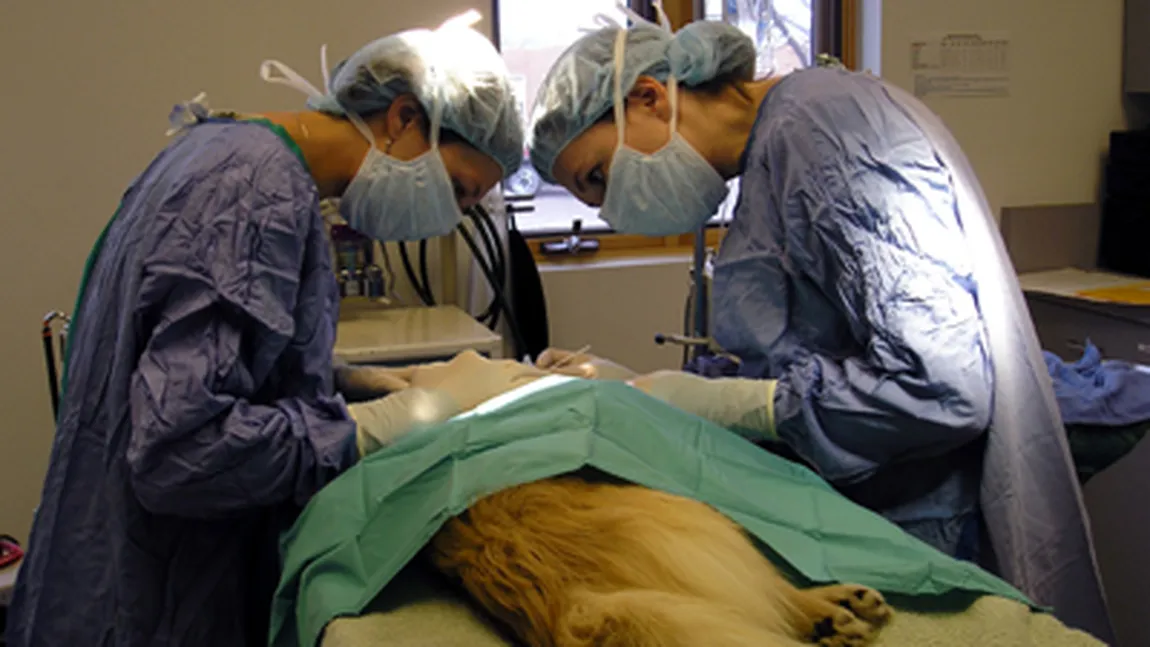 Gest BIZAR al unui STUDENT la MEDICINĂ VETERINARĂ. Cum i-a demonstrat PARTENEREI că o IUBEŞTE FOTO