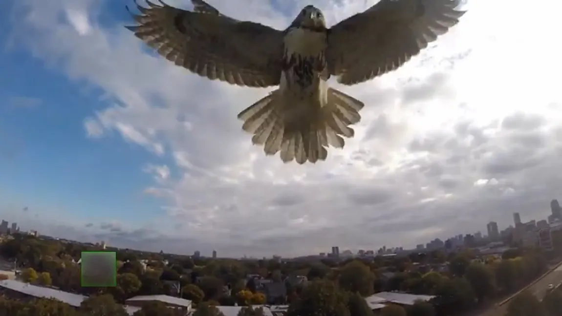 Incident INEDIT, filmat în aer. Ce se întâmplă când o DRONĂ este atacată de un VULTUR VIDEO