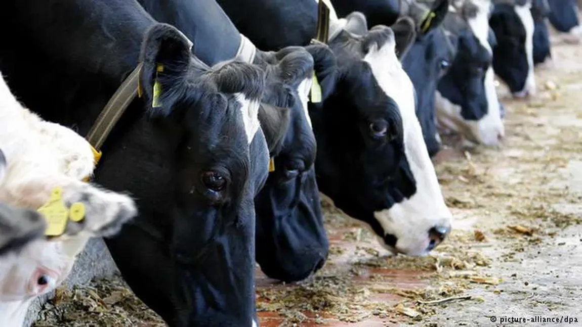 Ferme agricole, dar și pentru creșterea animalelor, scoase la vânzare în Bulgaria. Afacerile se predau la cheie