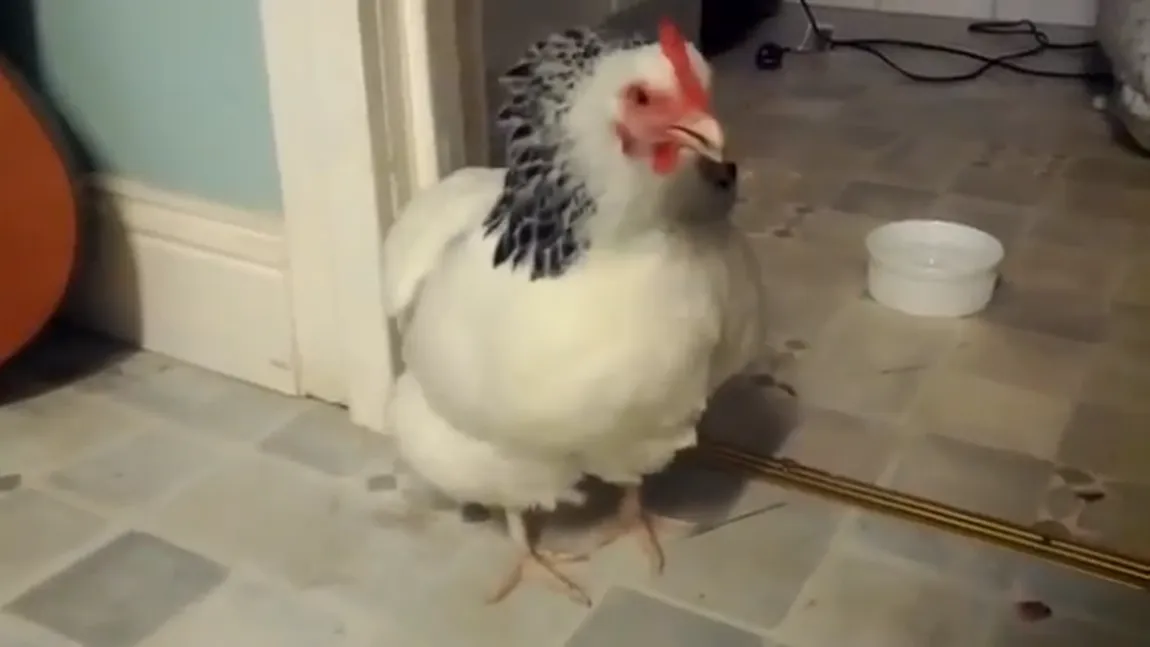 Găina care strănută. Filmul care a devenit viral pe internet VIDEO