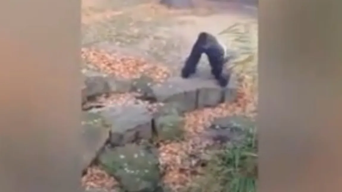 GESTUL CIUDAT la care a recurs o GORILĂ care nu voia să fie FILMATĂ. Cameramanul, la un pas de moarte VIDEO