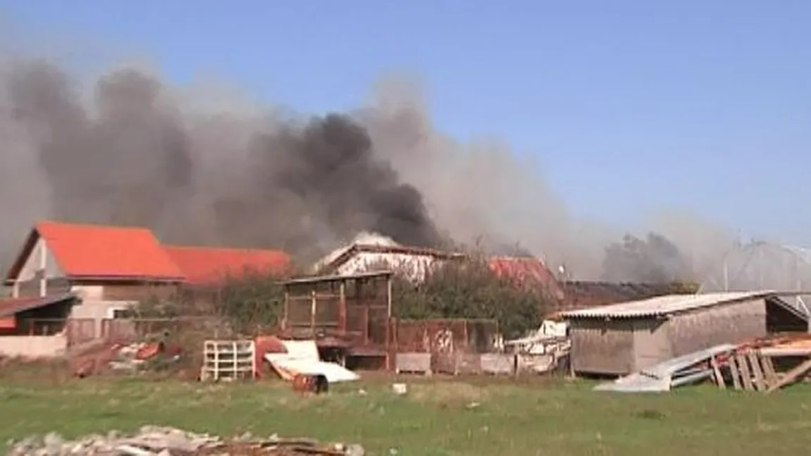 40 de câini au murit în chinuri, într-un incendiu care a cuprins adăpostul în care aceştia se aflau FOTO