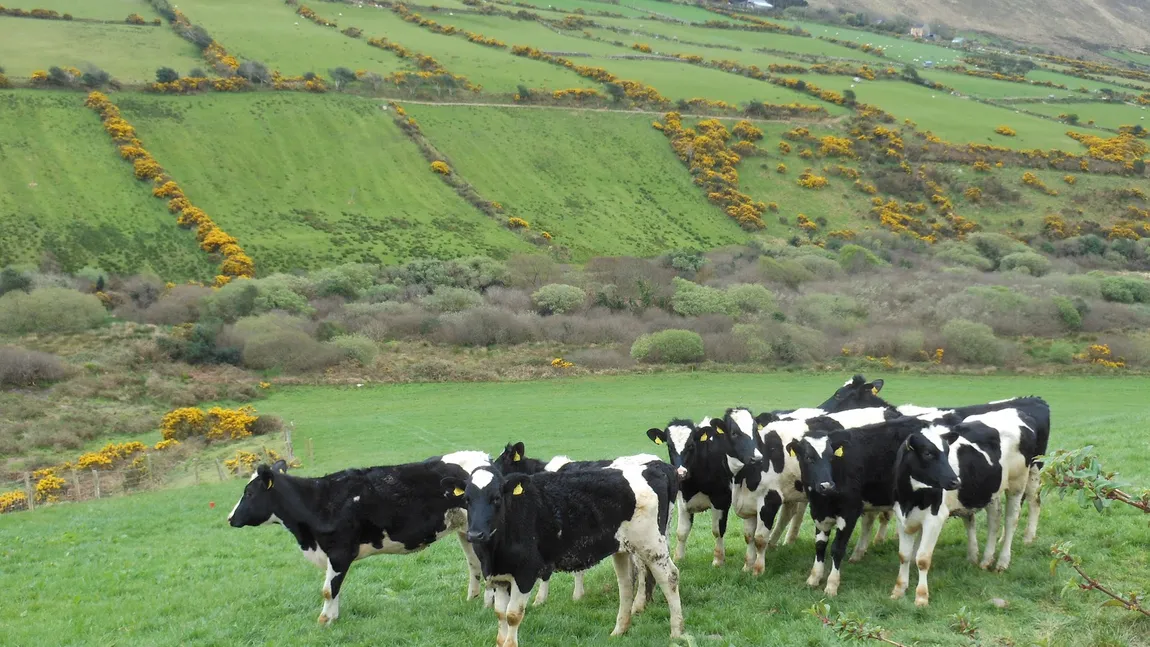 Vaci aduse cu avionul din Irlanda, pentru mai multe familii nevoiaşe din Mureş