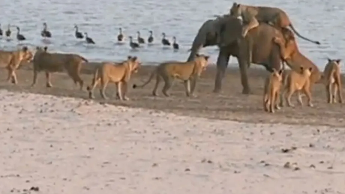 Bătălie incredibilă pentru supravieţuire, pe o plajă. Un pui de elefant este atacat de 14 lei VIDEO