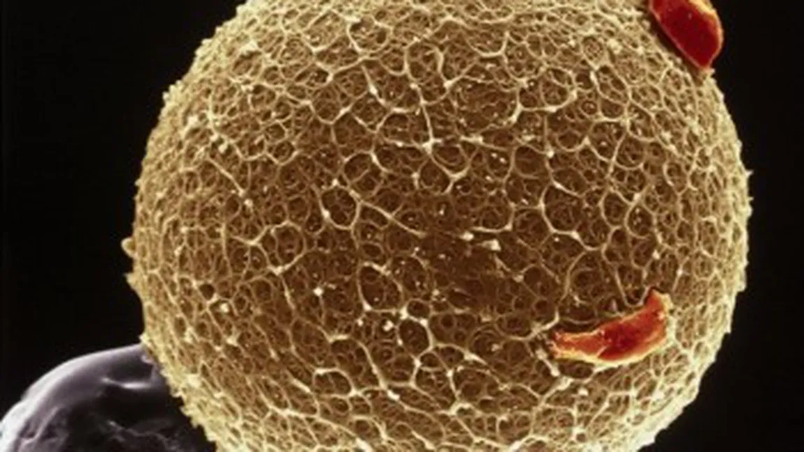 Dereglările de ovulaţie - un inamic frecvent al fertilităţii