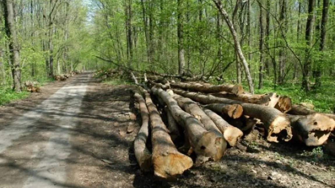 Parchetul Ploieşti, sesizat pentru retrocedarea a 980 de hectare de pădure din Magureni