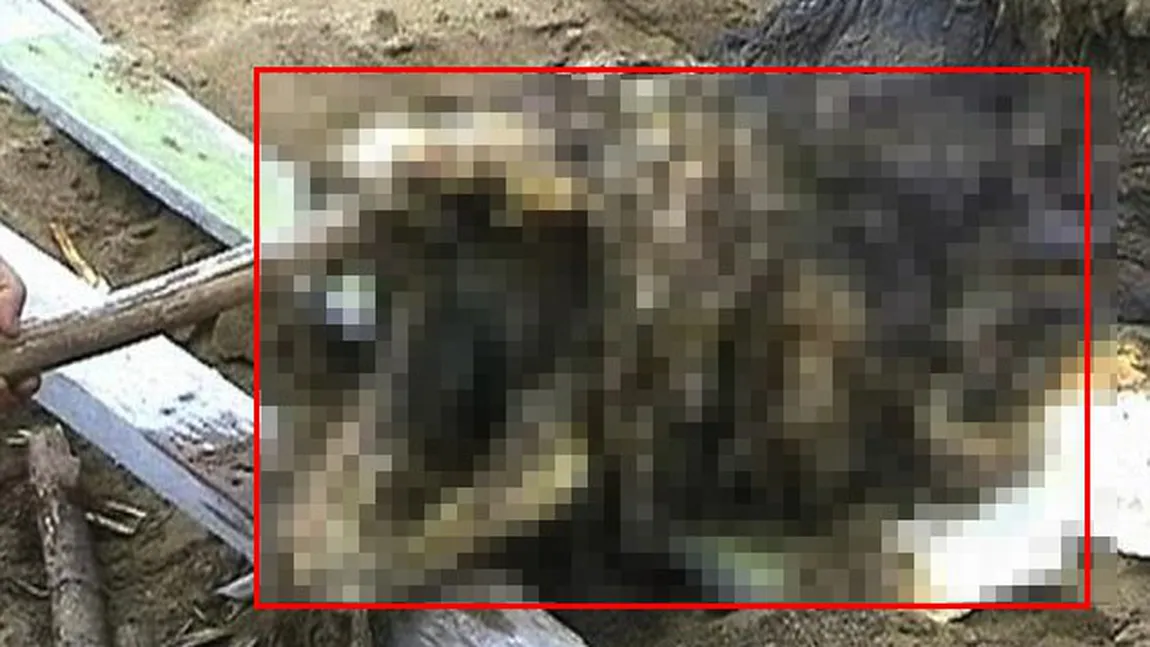 Descoperire CUTREMURĂTOARE pe o plajă: Este un MONSTRU MARIN cu blană şi dinţi de ALIGATOR FOTO