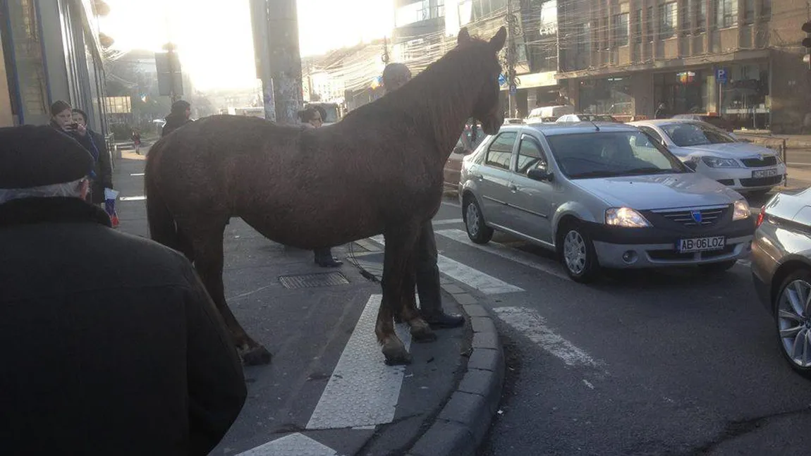 SURPRINZĂTOR: Un cal aşteaptă la semafor în Cluj-Napoca FOTO
