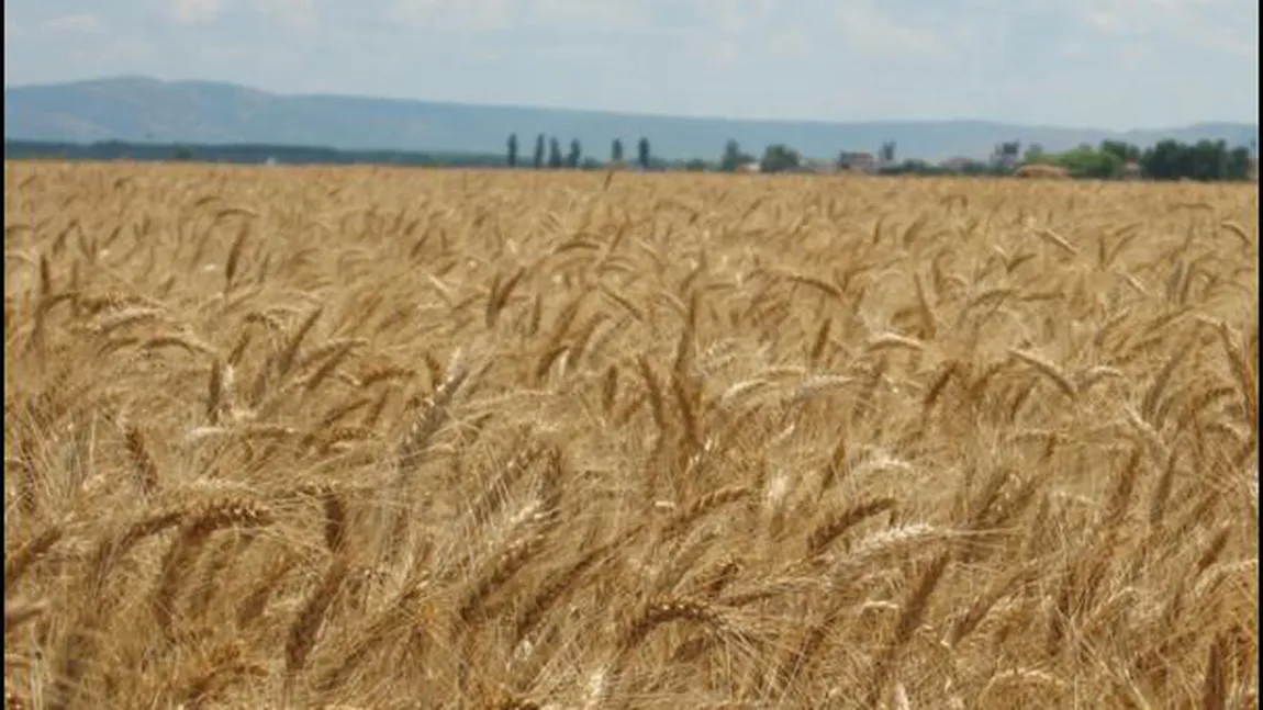 Scandal internaţional: Cereale româneşti, exportate drept 