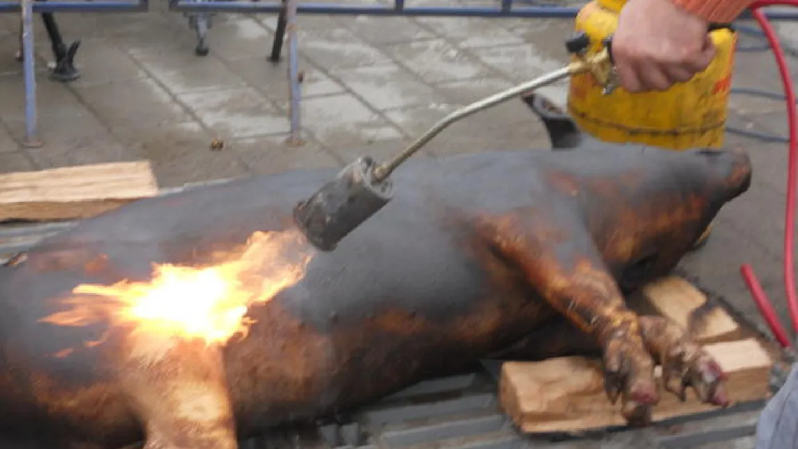 IGNAT. Cum curăţă un român ingenios porcul, după ce a fost pârlit. Este o joacă de copii VIDEO