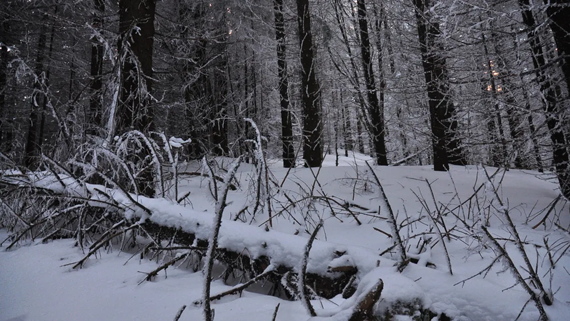 FEMEIE DISPĂRUTĂ în pădurea Băneasa, găsită după două ore de căutări