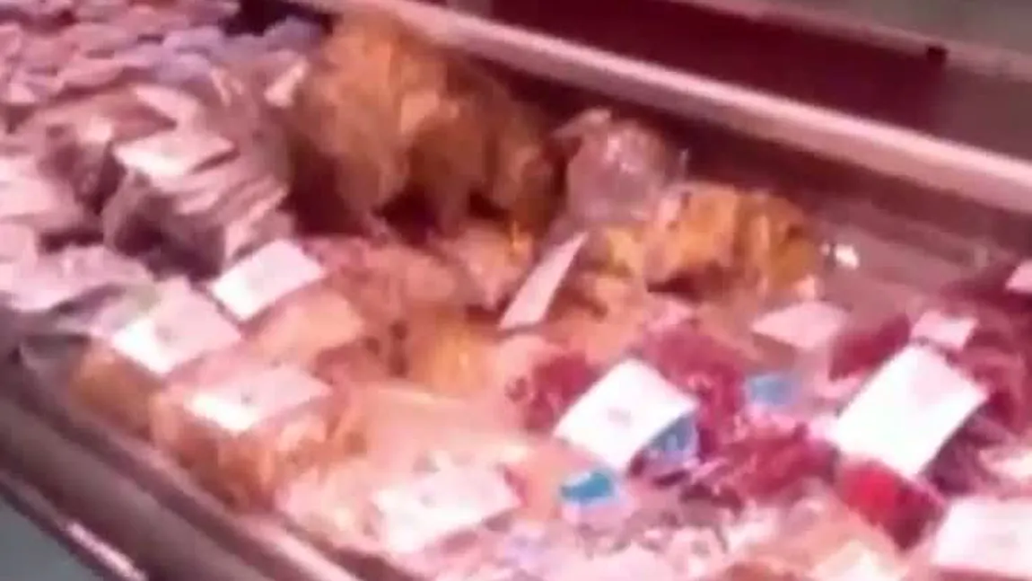 Un motan, prins la furat de caviar dintr-un duty free VIDEO