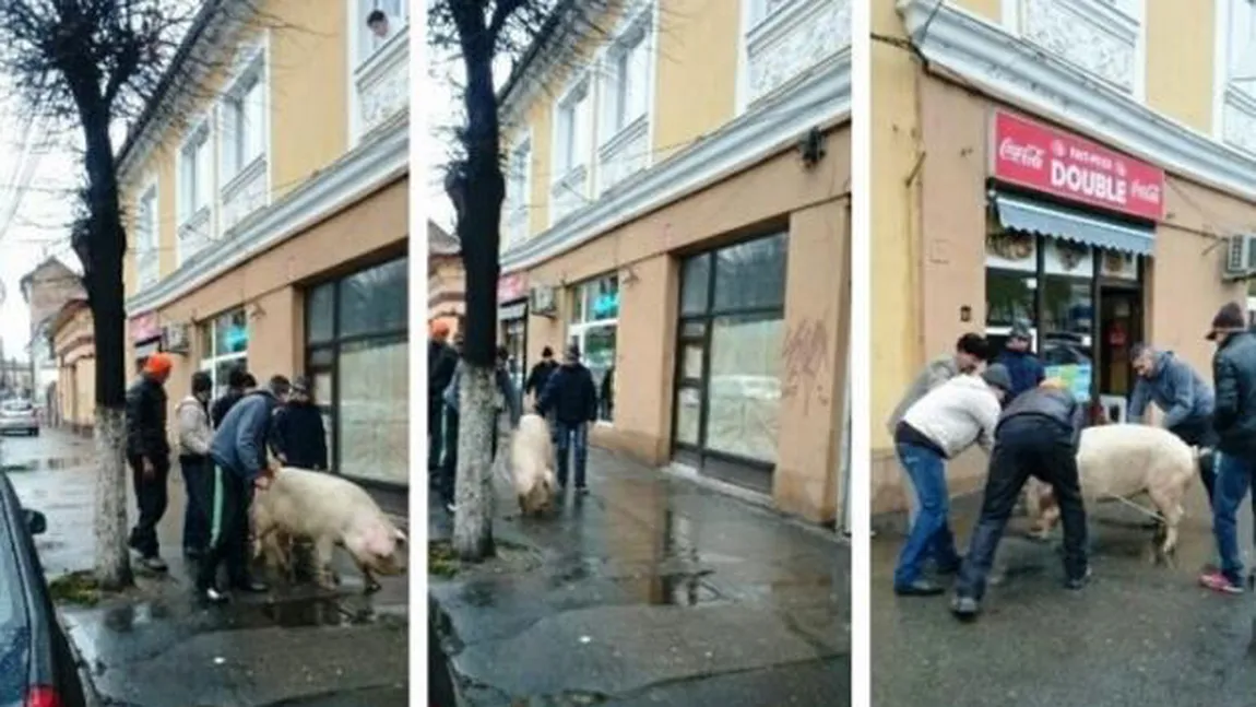 Cu porcul la plimbare, prin centrul Clujului FOTO