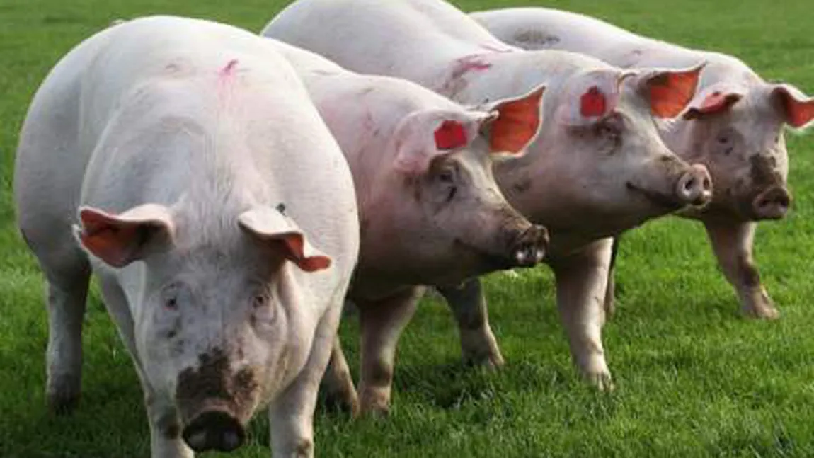 NEMAIÎNTÂLNIT! Un îngrijitor de animale din Timiş, CONCEDIAT după ce ar fi bătut mai mulţi porci cu un băţ