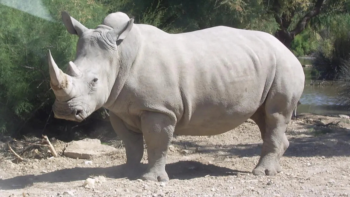 În întreaga lume au mai rămas doar cinci exemplare de rinocer alb nordic