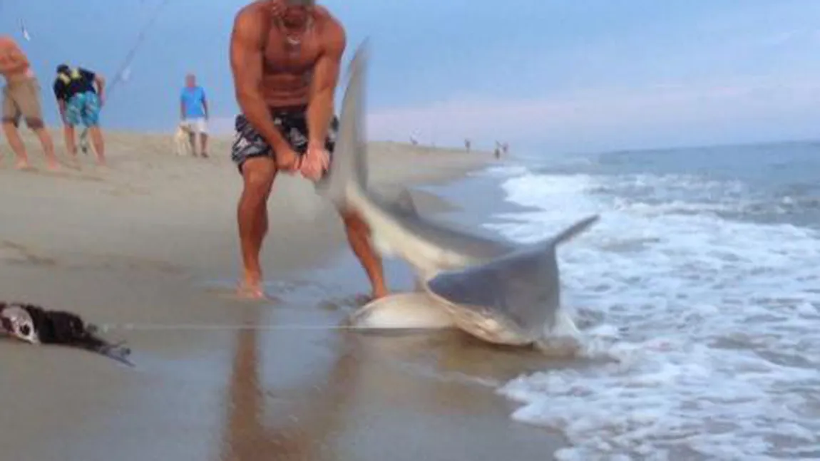 Descoperire SURPRINZĂTOARE în BURTA unui rechin: Ceva MIŞCA ACOLO, aşa că l-au tăiat să vadă ce este VIDEO