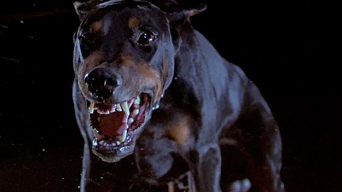 Femeie sfâşiată de doi câini de rasa Doberman. Dulăii i-au smuls scalpul