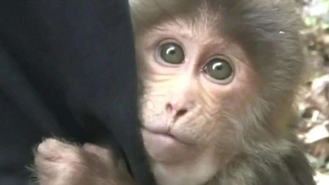 Imagini IMPRESIONANTE. Cum reacţionează un animal eliberat din captivitate VIDEO