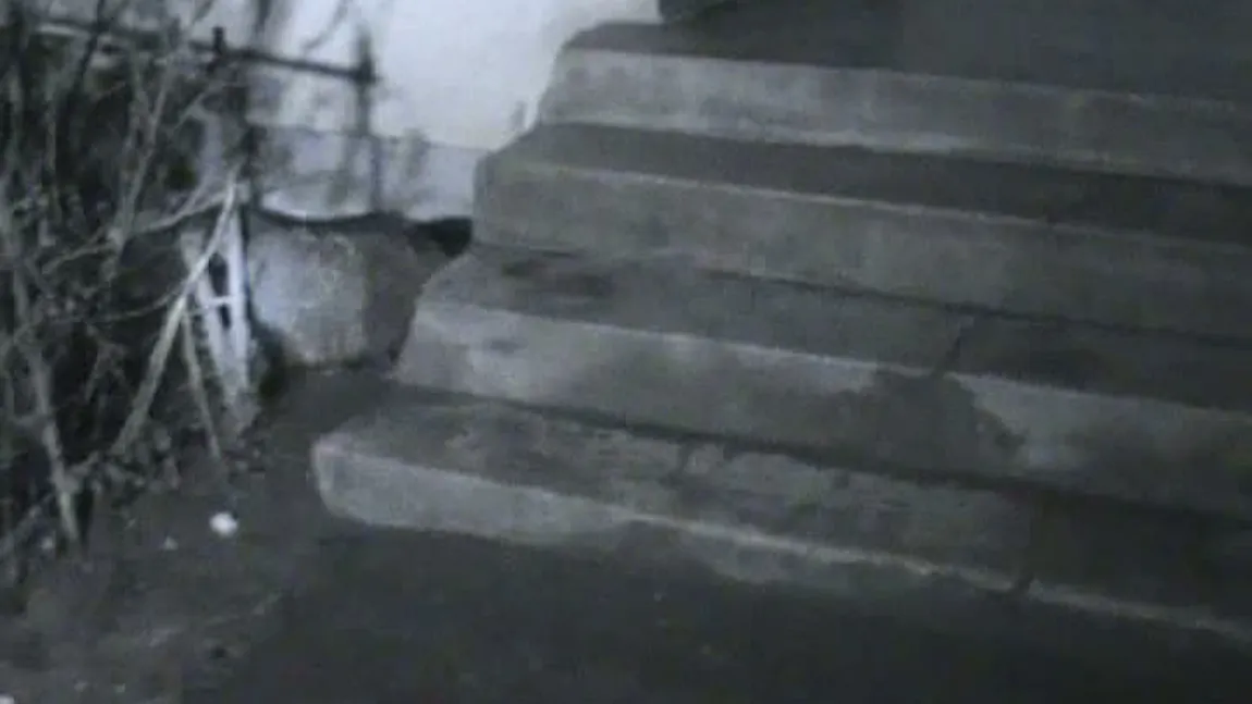 Un bursuc a pus pe jar autorităţile din Brăila