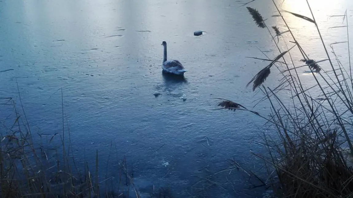 Pompierii din Constanţa, puşi pe jar de o LEBĂDĂ VIDEO