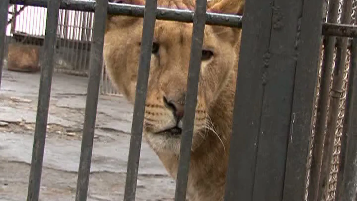Un copil a fost ATACAT DE LEU, la Grădina Zoologică din Rădăuţi VIDEO