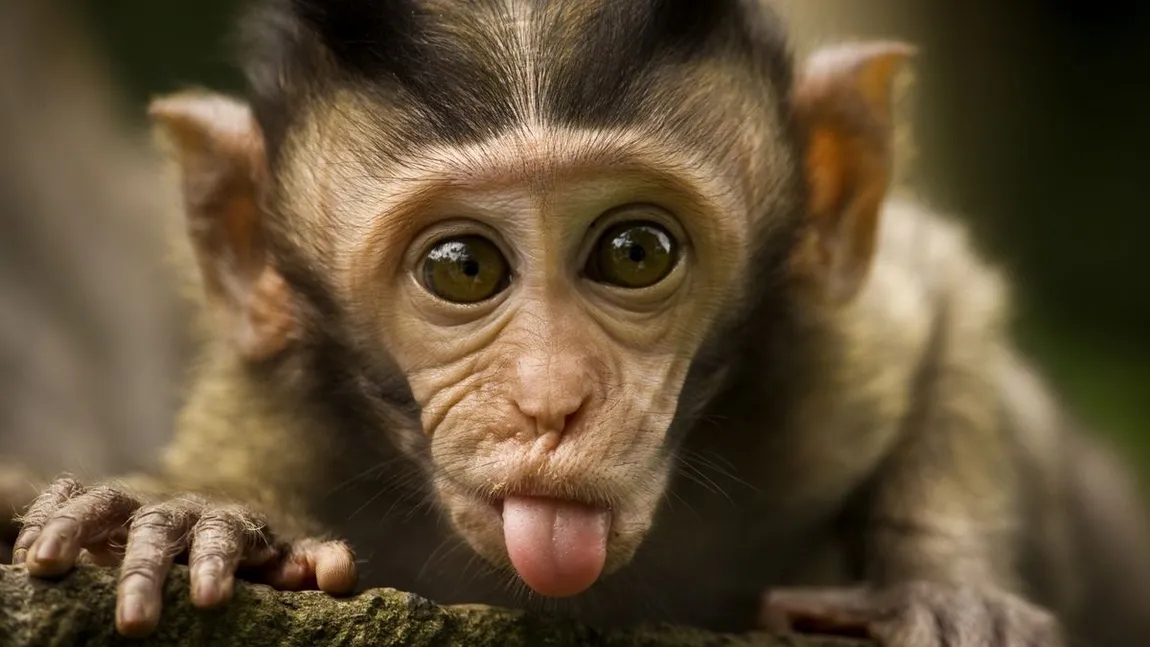 Maimuţele pot învăţa să se autorecunoască în oglindă