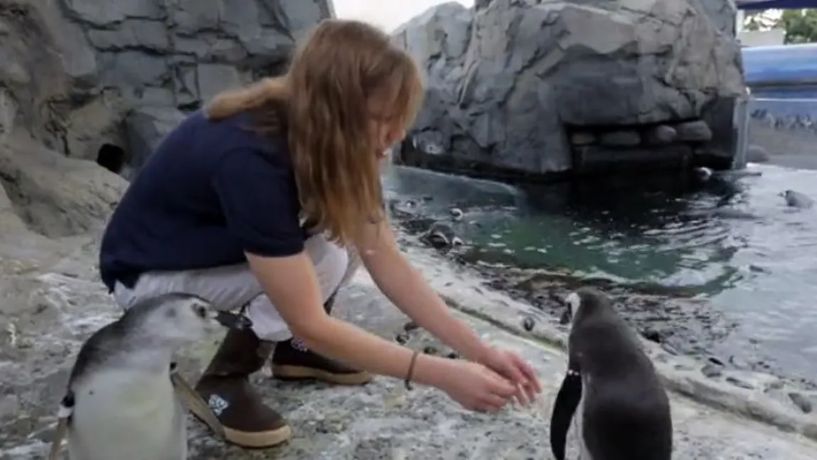 Mai mulţi PINGUINI dintr-o grădină ZOOLOGICĂ au devenit DEPENDENŢI de tehnologie: Stau şi se joacă pe iPad