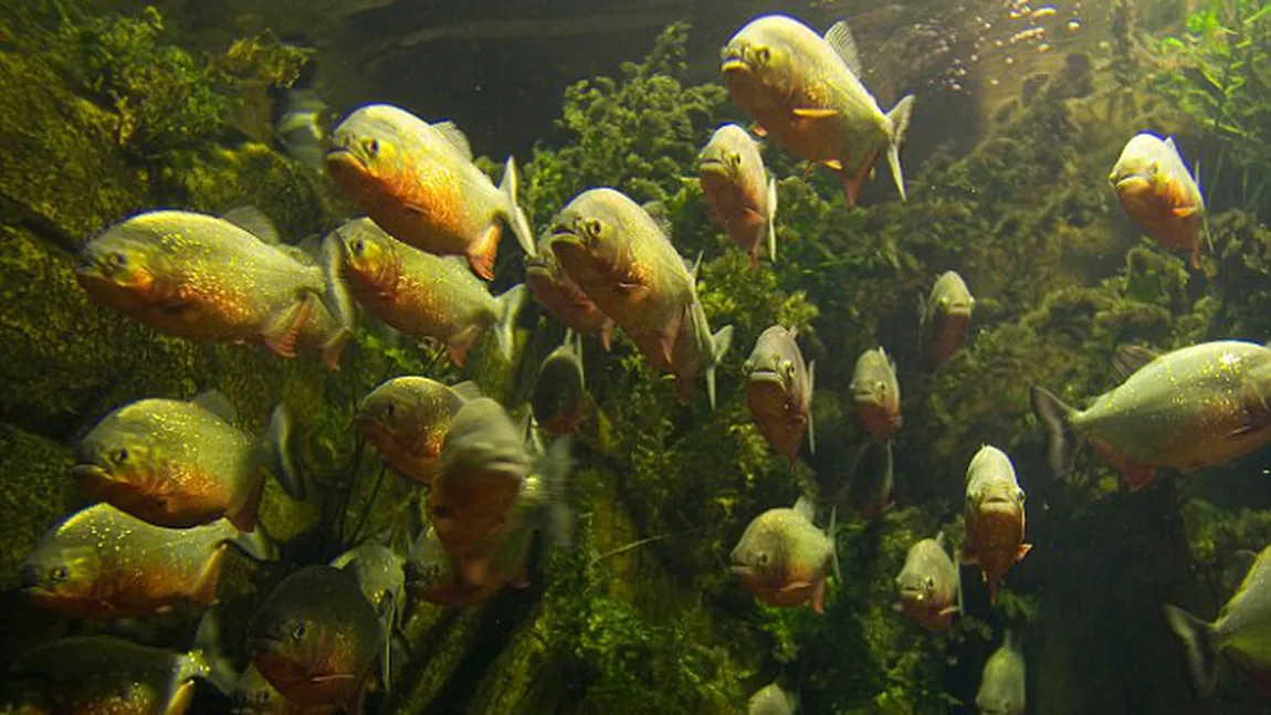 O fetiţă de ŞASE ANI a murit după ce a fost DEVORATĂ de PEŞTI PIRANHA. Ce s-a întâmplat este TRAGIC FOTO