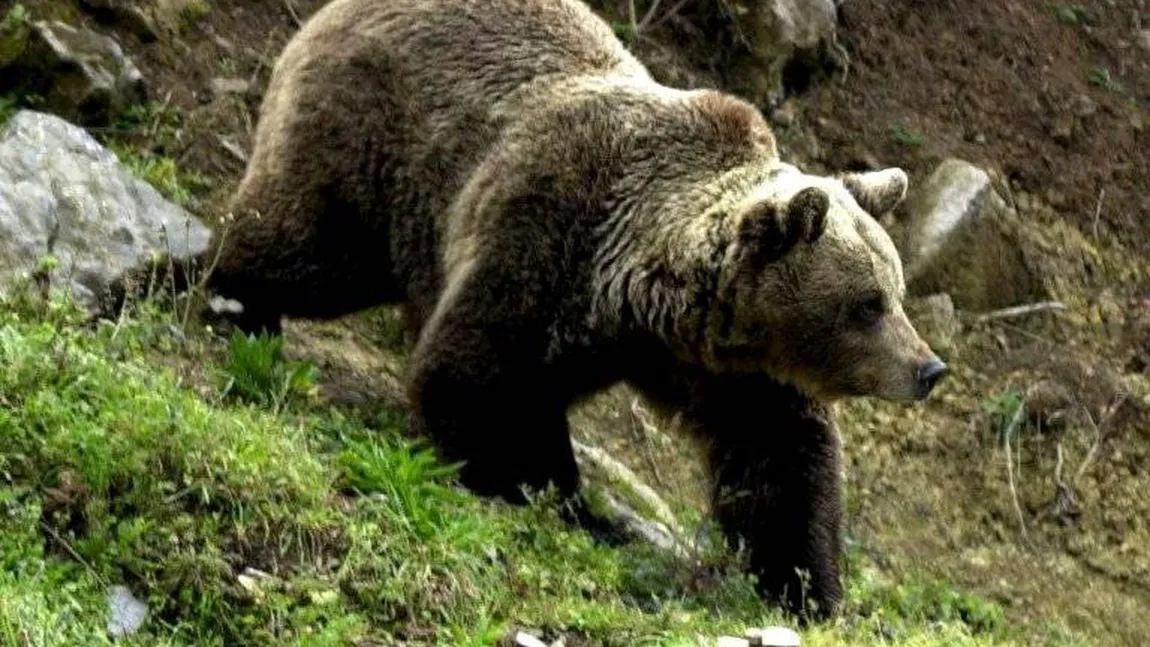 O femeie din Mureş, DESFIGURATĂ de o ursoaică