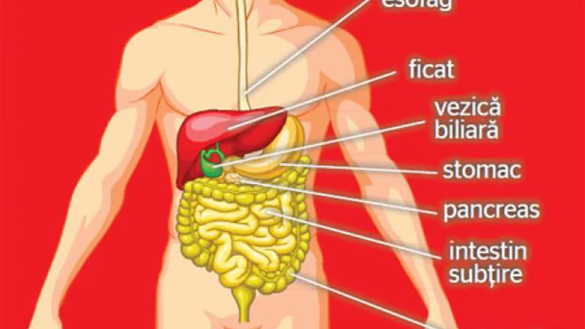 Uluitor! Terapia cancerului pancreatic, descoperită de americani