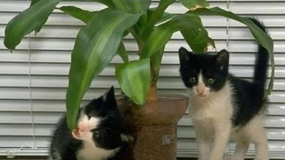Uimitor! Ce se întâmplă dacă ai în casă plante de interior?