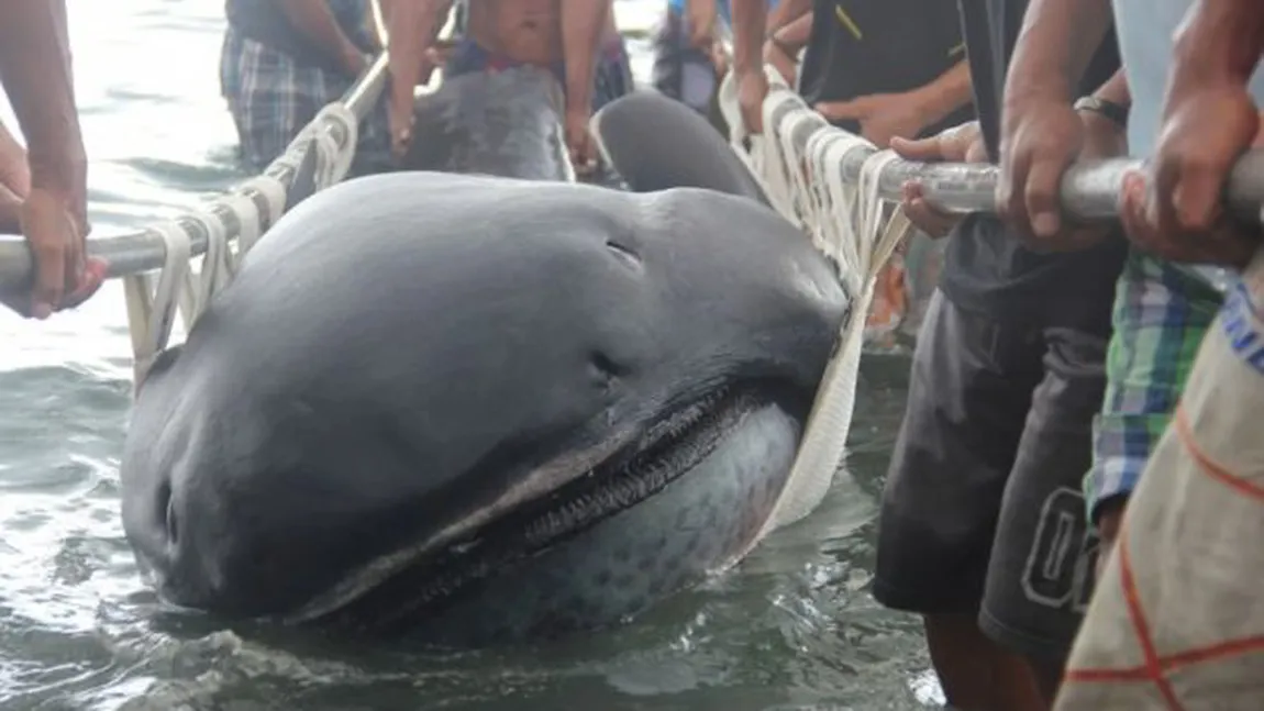Descoperire ULUITOARE. Un rechin dintr-o specie rară, adus de valuri pe plajă FOTO