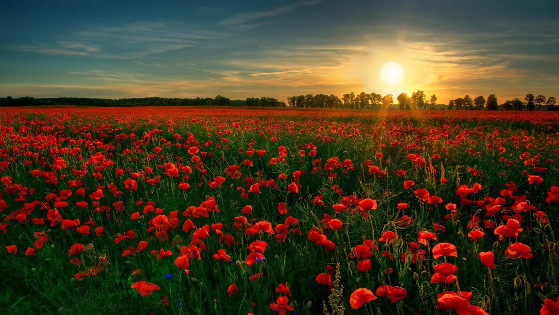 Limbajul florilor. Ce mesaje transmit plantele