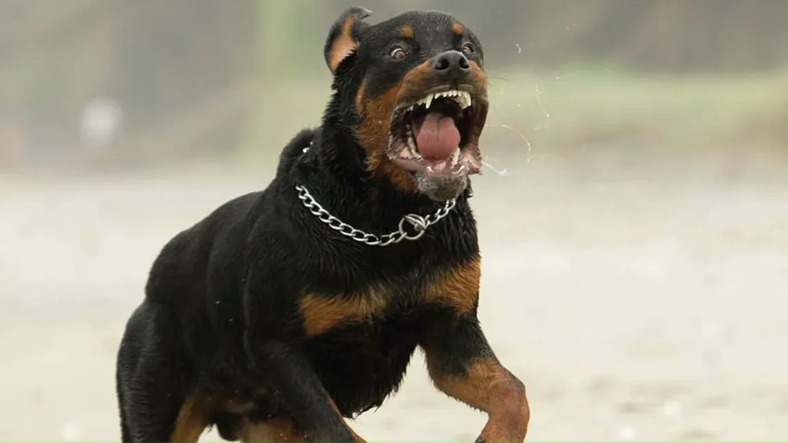 O fetiţă de un an si jumătate, SFÂŞIATĂ de un Rottweiler. Părinţii au fost atacaţi când încercau s-o salveze