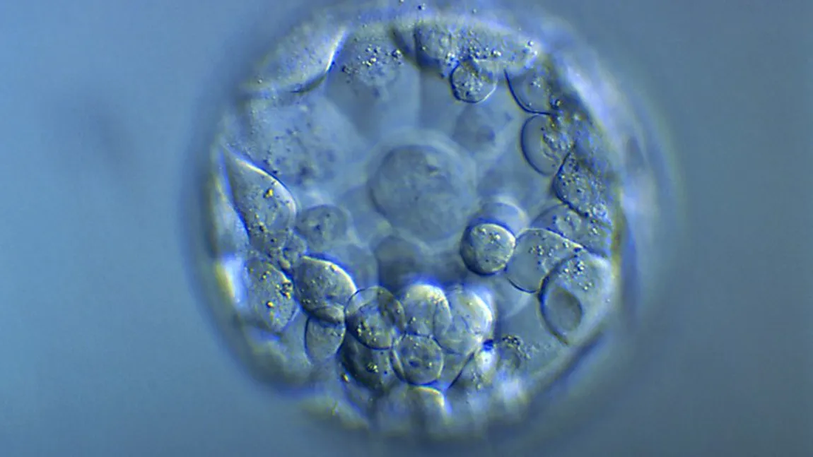 Cercetătorii cer să înceteze experimentele de schimbare a ADN-ul embrionilor umani