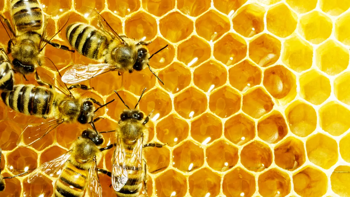 Aproape 10% din speciile de albine sălbatice, în pericol de dispariţie