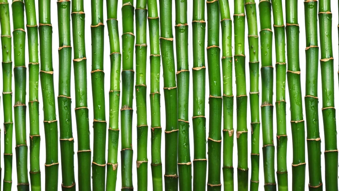 9 plante de interior magice care atrag dragostea, bucuria şi prosperitatea