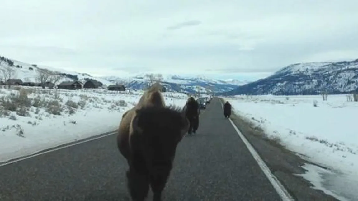 Atacul bizonilor. Un animal furios atacă o maşină în Parcul Naţional Yellowstone VIDEO