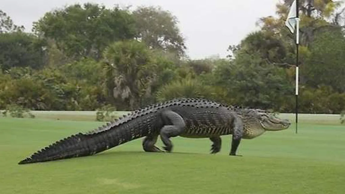 Un crocodil uriaş a întrerupt un meci de golf. Sportivii s-au îngrozit: Ăsta e dinozaur! FOTO