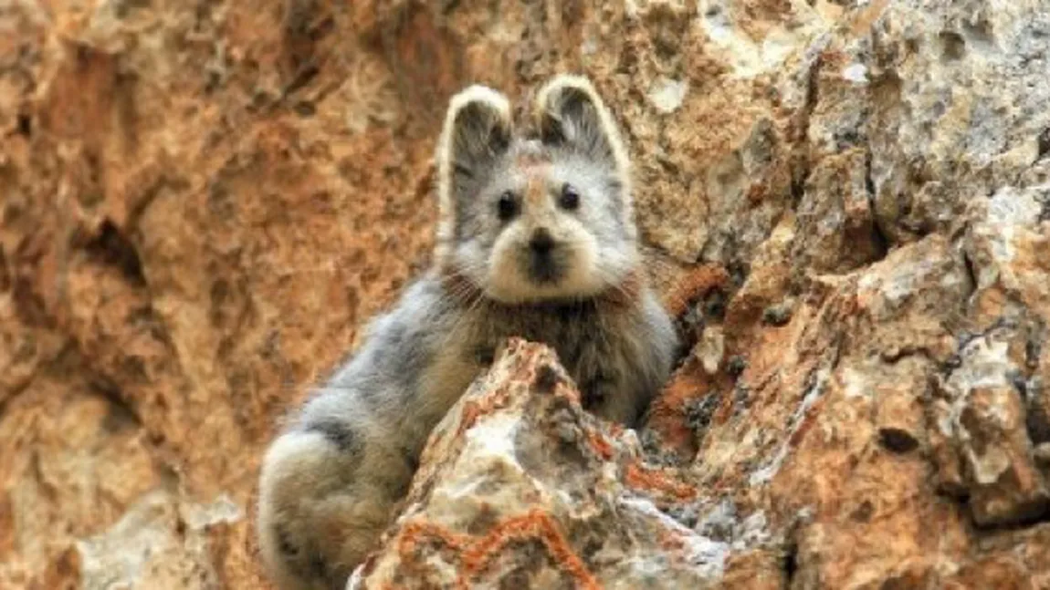 Unul dintre cele mai rare animale, fotografiat pentru prima dată în 20 de ani