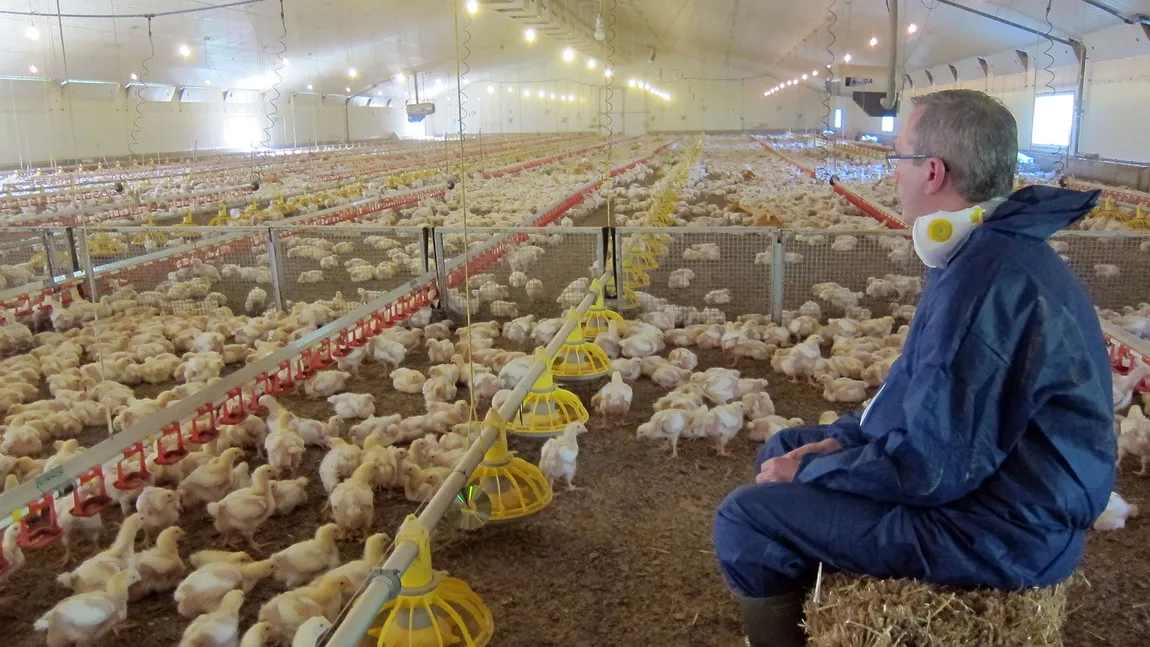 Cele 35 de zile din viaţa unui pui înainte să ajungă pe mesele din KFC VIDEO
