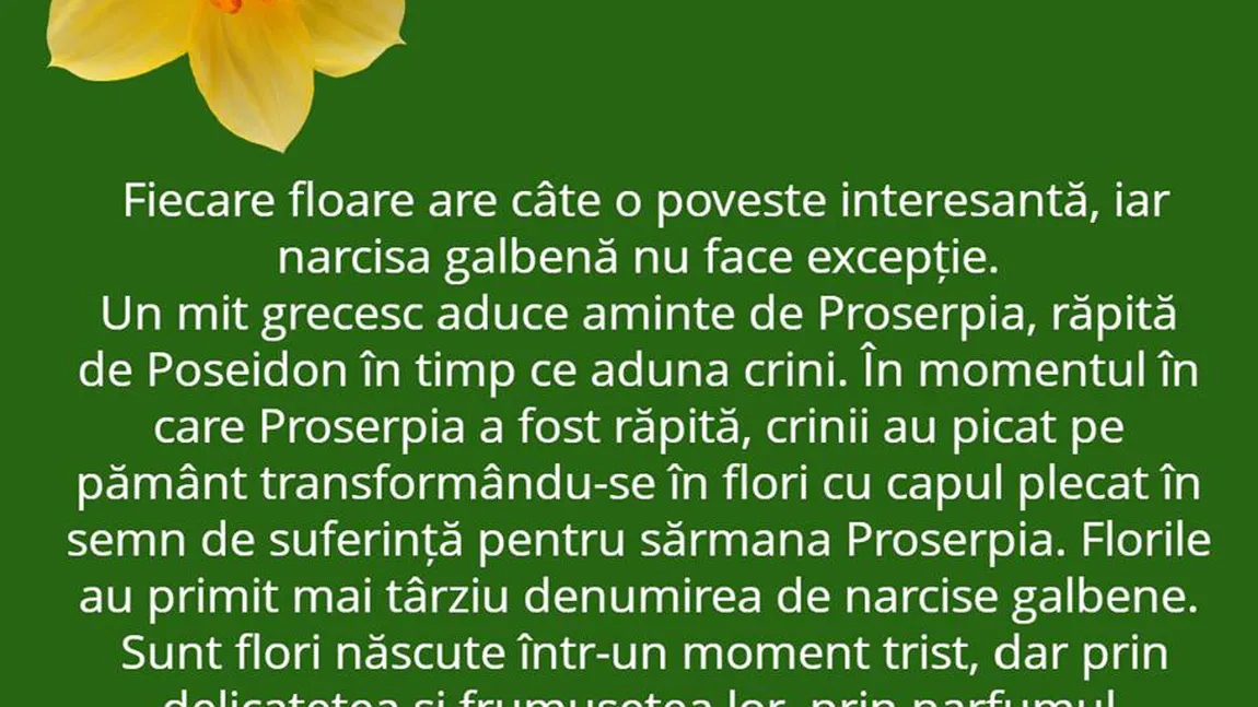 Horoscopul florilor de naştere: Ce zodie este TRANDAFIR