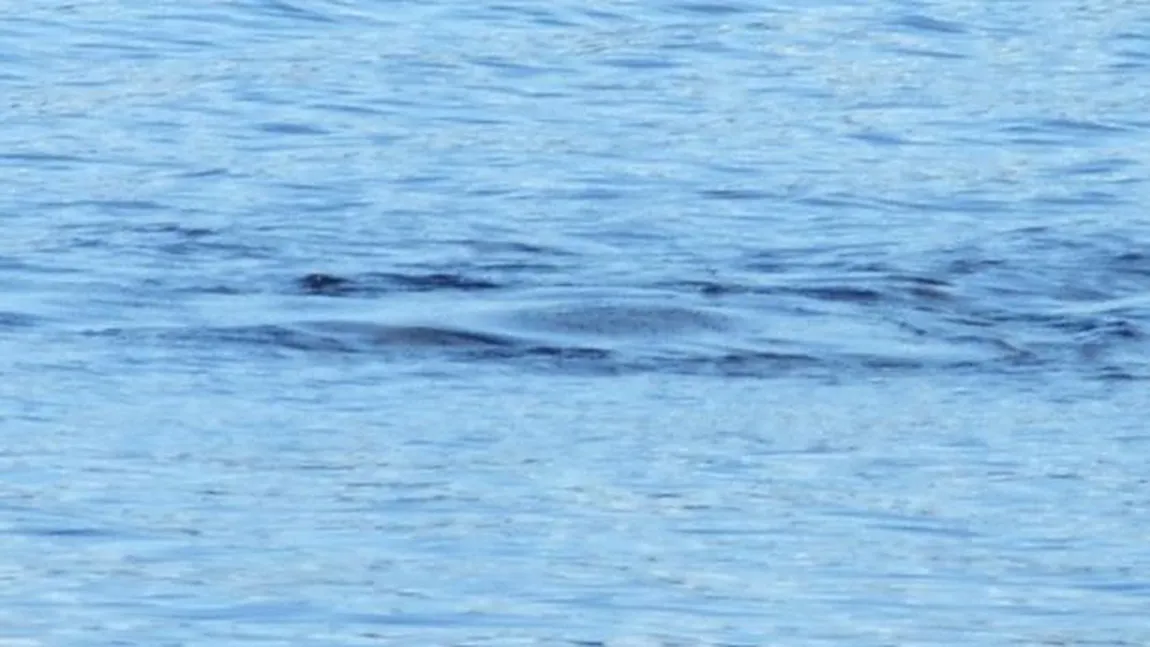 Dovada incontestabilă că MONSTRUL din LOCH NEESS EXISTĂ. Un turist l-a filmat la suprafaţa apei