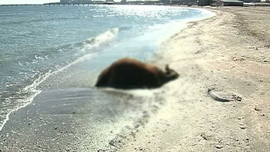Descoperire bizară pe plaja din Mamaia. Un taur a fost găsit mort la malul mării VIDEO