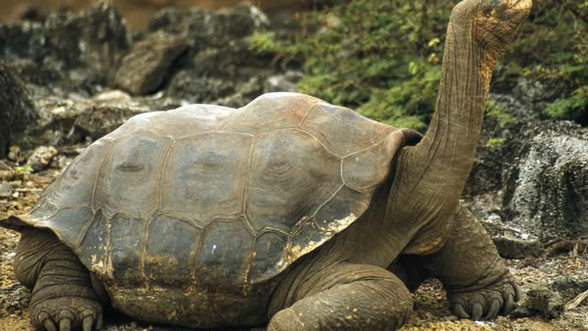 Premieră în ultimul secol: Pui de broască ţestoasă gigant, născuţi în sălbăticie în insulele Galapagos