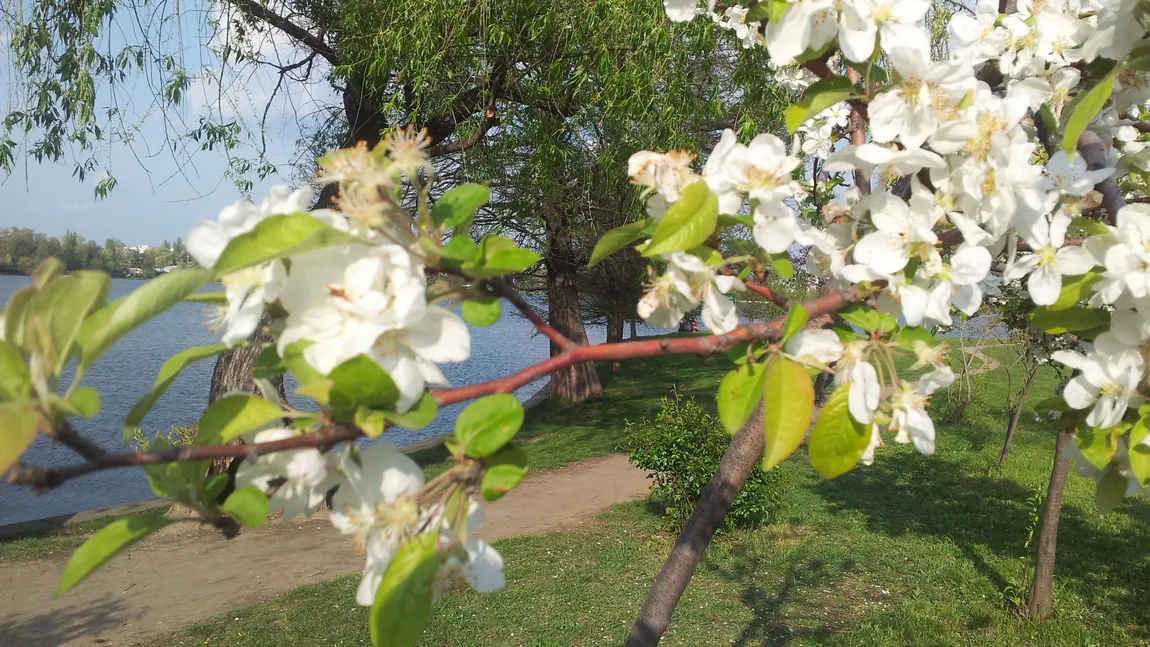 Temperaturi record pentru jumătatea lunii aprilie VIDEO