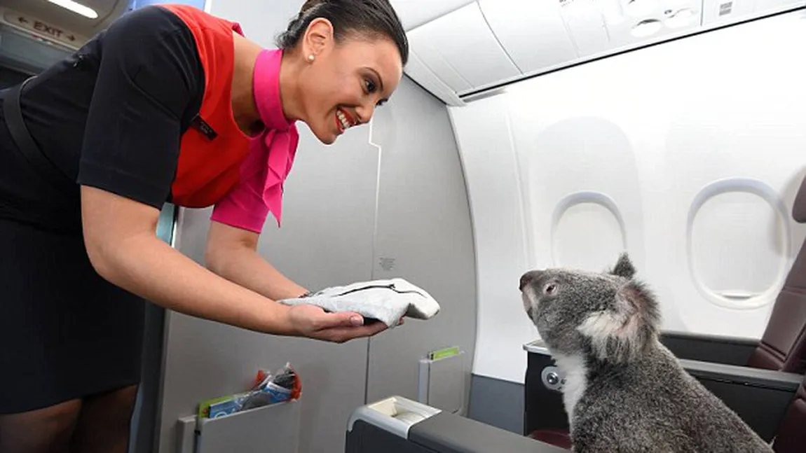 Mai mulţi urşi Koala au fost surprinşi în timp ce zburau la clasa business. Ce s-a întâmplat FOTO