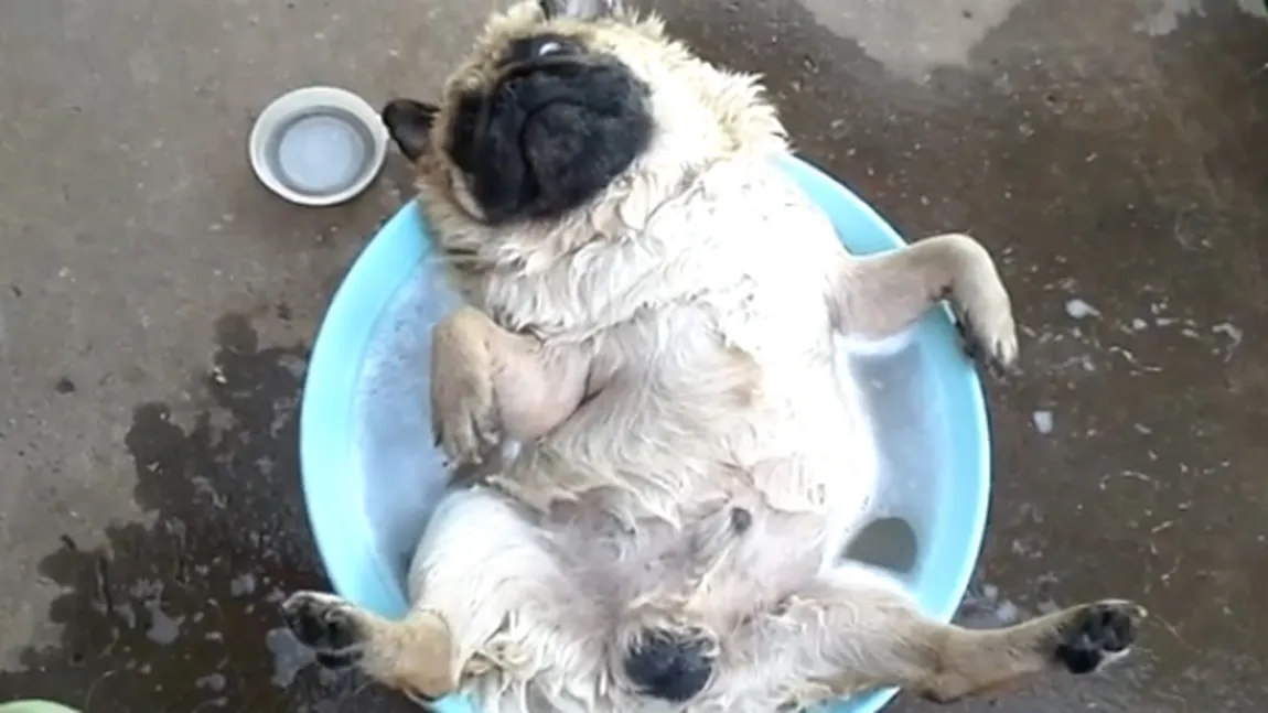 Clipul zilei. Un câine se relaxează în apă cu limba scoasă VIDEO