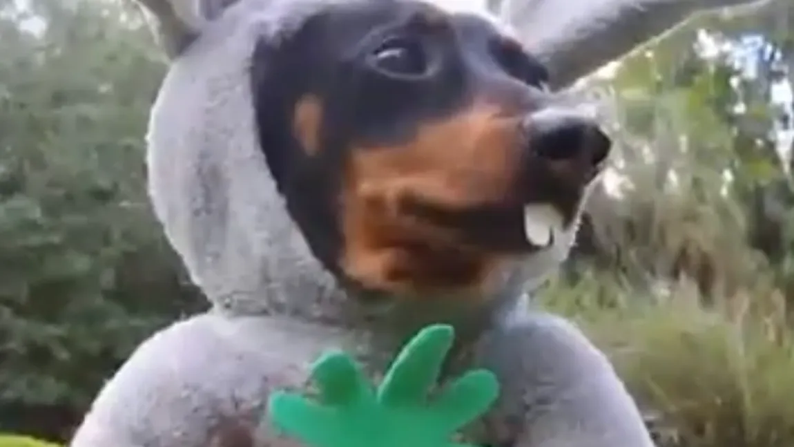 VIDEO FUNNY. Un căţel a fost deghizat în iepuraş de Paşte. Face FURORI pe internet