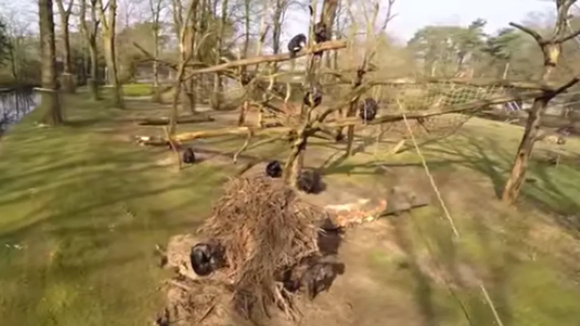 O grădină zoo, filmată cu o dronă. Cum a reacţionat o maimuţă VIDEO FUNNY